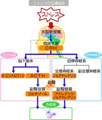 ストレス２